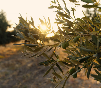 Everything you want to know about olive oil