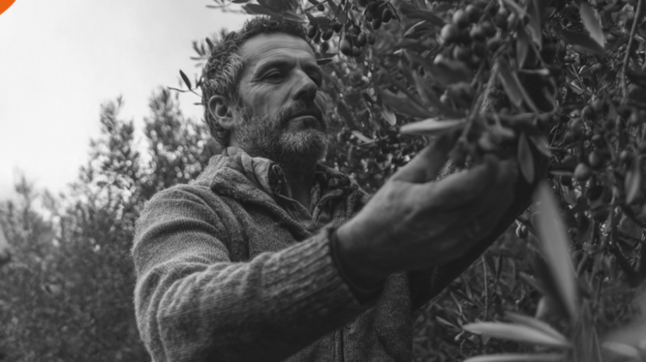 Early Harvest Extra Virgin Olive Oil