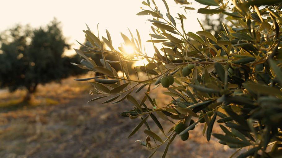 Everything you want to know about olive oil