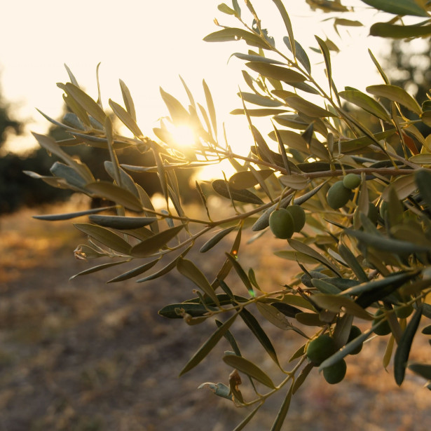 The Heritage of Olive Oil